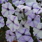 Petunia Prettytoonia Blue Jet